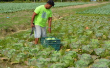Les déplacements autorisés pour les agriculteurs et les éleveurs