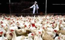 Des poulets contaminés par la grippe aviaire dans le nord-ouest de la Chine