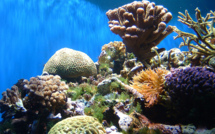 Un bouleversement climatique a détruit des coraux durant 2.500 ans