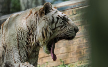 Malgré le coronavirus, la vie continue au zoo de Beauval