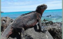 Un touriste arrêté pour un vol d'iguanes dans les îles Galapagos
