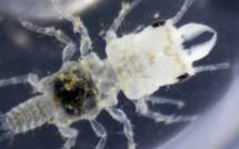 Une nouvelle espèce de parasite des Caraïbes rebaptisée Bob Marley