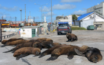 Coronavirus: des otaries prennent leurs aises dans une station balnéaire argentine