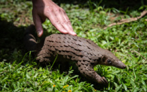 Pandémie(s): l'interférence de l'Homme sur la biodiversité en cause