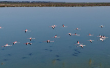 En Albanie, les hommes sont partis et les flamants dansent