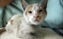 Un chaton survit à un voyage de deux semaines dans un container, sans manger