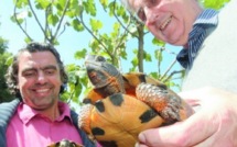 Des tortues Carey munies d'émetteurs satellites relâchées au Salvador