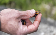 Un frelon asiatique géant repéré pour la première fois aux Etats-Unis