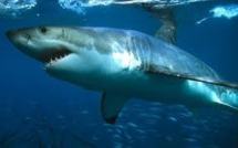 Requins/Réunion: EELV critique la prise de position de Lurel