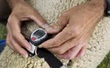 Suisse : des SMS pour avertir les bergers de l'attaque de loups