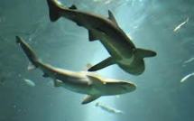 La Réserve marine de la Réunion se défend d'être le garde-manger des requins