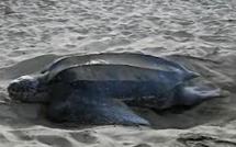 Une tortue géante découverte sur une plage en Camargue