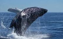 Un marin sud-africain heurte une baleine et se casse le bras