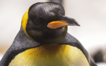 Le manchot royal, producteur fécond de gaz hilarant