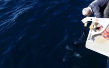 Réunion: malgré leurs attaques répétées, pas facile d'attraper des requins