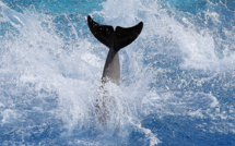 Un dauphin né à Marineland donne naissance à un bébé, une première pour le parc