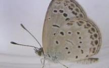 Des papillons mutants découverts après Fukushima