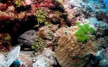 Les milieux marins d'Australie sévèrement dégradés par le réchauffement