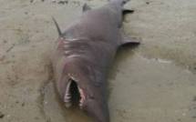L'échouage d'un requin dans la Manche surprend les spécialistes