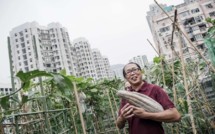 A Hong Kong, concombres et carottes cultivés entre ciel et terre