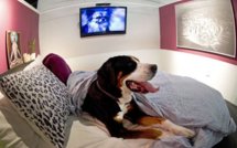 Ouverture d'un hôtel de luxe pour les chiens à New York