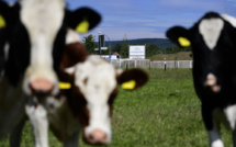 Les abattoirs, pépinières à coronavirus?