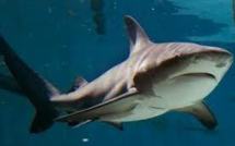 Deux associations déposent un recours pour stopper les "battues de requins"