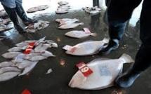 Japon: niveau de radioactivité record sur des poissons au large de Fukushima