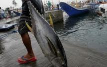 Entrée en vigueur de la nouvelle convention de pêche du Pacifique Sud