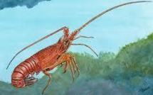 Les langoustes rouges réintroduites dans une zone protégée de la Côte d'Azur