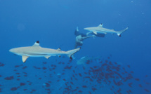 ​Shark feeding à la Vallée blanche ? Enquêtes du Pays