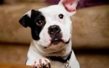 Bing créé une interface pour chercher des photos sur Facebook