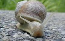 Un cinquième des invertébrés potentiellement menacés de disparition, selon un rapport