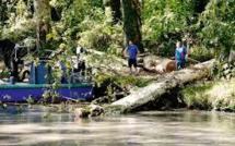 Lot-et-Garonne: intrigante vendetta contre des arbres du canal