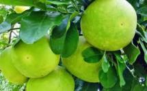 Le pamplemousse déconseillé avec de "nombreux médicaments", selon une revue