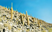 Chili : Il faut sauver le cactus roi !