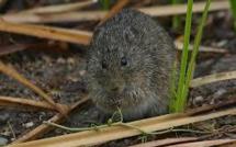 Virus du Yosemite: 53 familles de Français potentiellement concernées