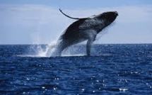 Brésil : nombre record de baleines à bosse sur le littoral en 2011