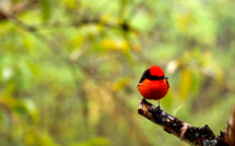 Naissance aux Galapagos de six oiseaux d'une espèce menacée