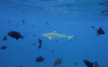 Shark feeding à la Vallée Blanche : renvoi du procès au 20 octobre