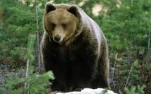 Les défenseurs de l'ours appellent Hollande à reprendre les réintroductions
