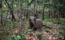 Pandémie: la grande migration des éléphants de Thaïlande