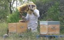 Le nombre d'apiculteurs suit celui des abeilles: en chute libre