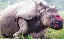 Le massacre des rhinocéros s'accélère en Afrique du Sud