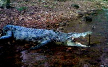 Le Timor oriental crée une brigade anti-crocodiles