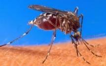 Virus du Nil occidental: les décès augmentent de 35% en une semaine aux USA