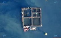 Réunion: arrêt d'une ferme aquacole accusée d'attirer les requins