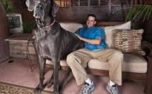 Chien géant ou biceps démesurés, la dernière moisson de records du Guinness
