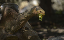 Galapagos: Diego, la tortue qui a sauvé son espèce, de retour sur son île