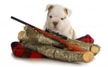 Dordogne: le chien appuie sur la gâchette, le chasseur perd la main
